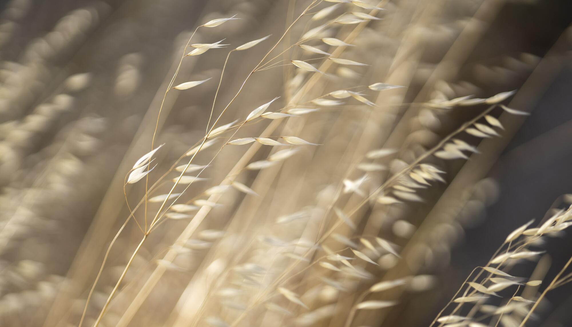 Recurso Espigas silvestres